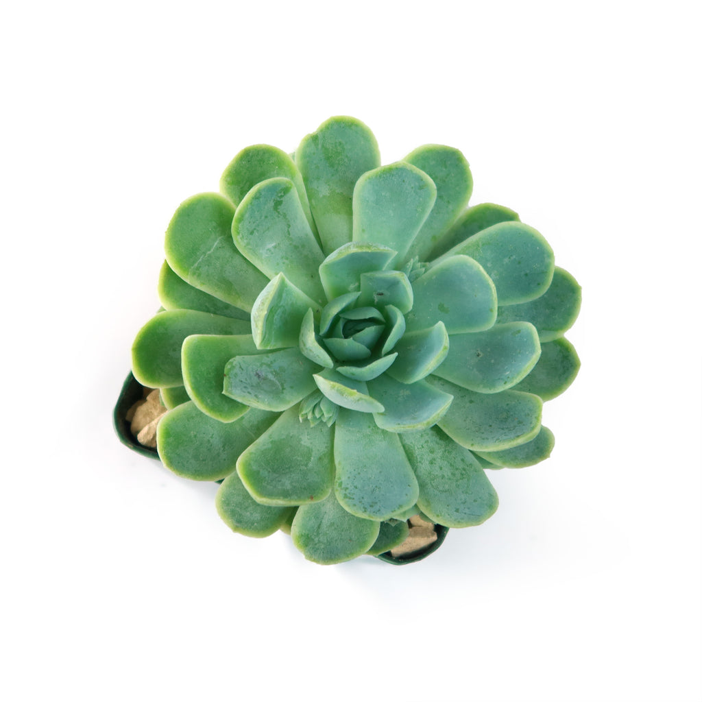 Mexican Snowball Succulent ‘Echeveria elegans’