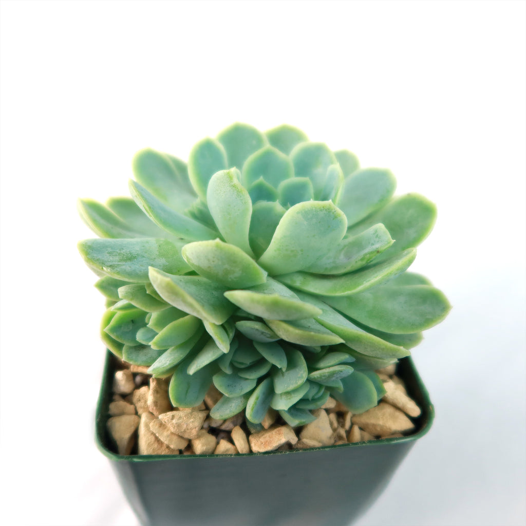 Mexican Snowball Succulent ‘Echeveria elegans’