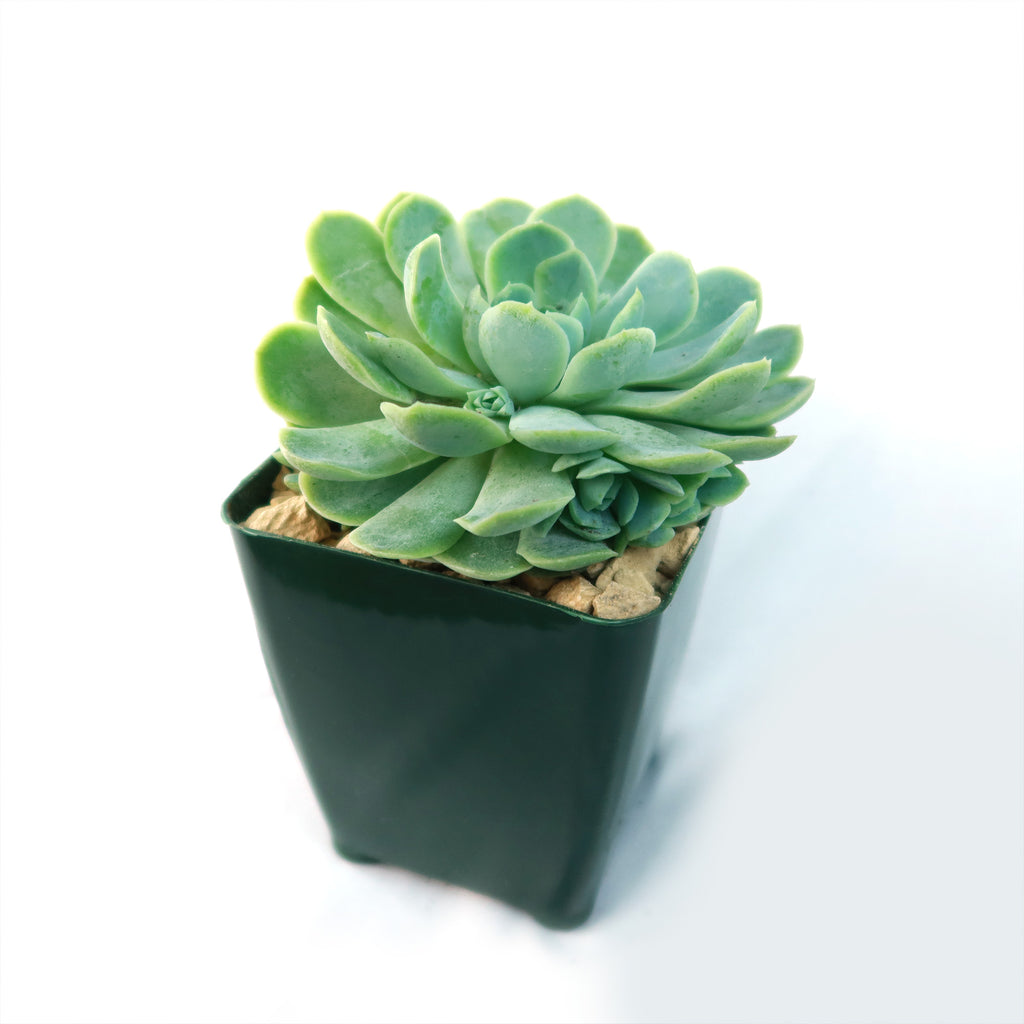 Mexican Snowball Succulent ‘Echeveria elegans’