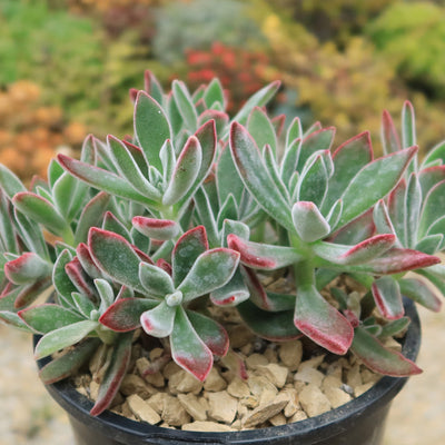 Ruby Slipper Succulent ‘Echeveria harmsii’