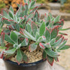 Ruby Slipper Succulent ‘Echeveria harmsii’