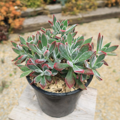 Ruby Slipper Succulent ‘Echeveria harmsii’