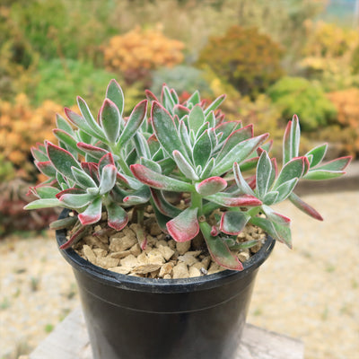 Ruby Slipper Succulent ‘Echeveria harmsii’