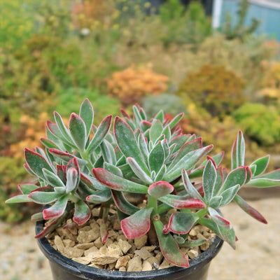 Ruby Slipper Succulent ‘Echeveria harmsii’