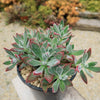 Ruby Slipper Succulent ‘Echeveria harmsii’