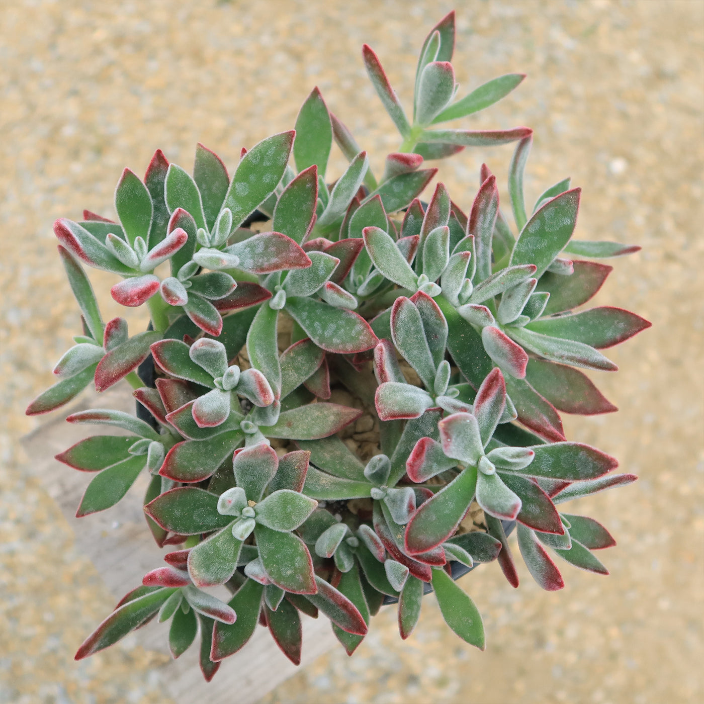 ruby slippers succulent Shop 'Echeveria harmsii – Ruby Slipper Succulent' Care and Info