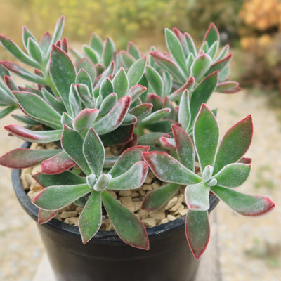 Ruby Slipper Succulent ‘Echeveria harmsii’