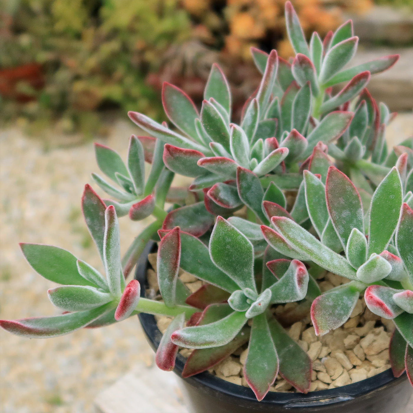 Ruby Slipper Succulent ‘Echeveria harmsii’