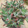 Ruby Slipper Succulent ‘Echeveria harmsii’