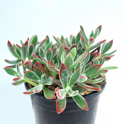 Ruby Slipper Succulent ‘Echeveria harmsii’