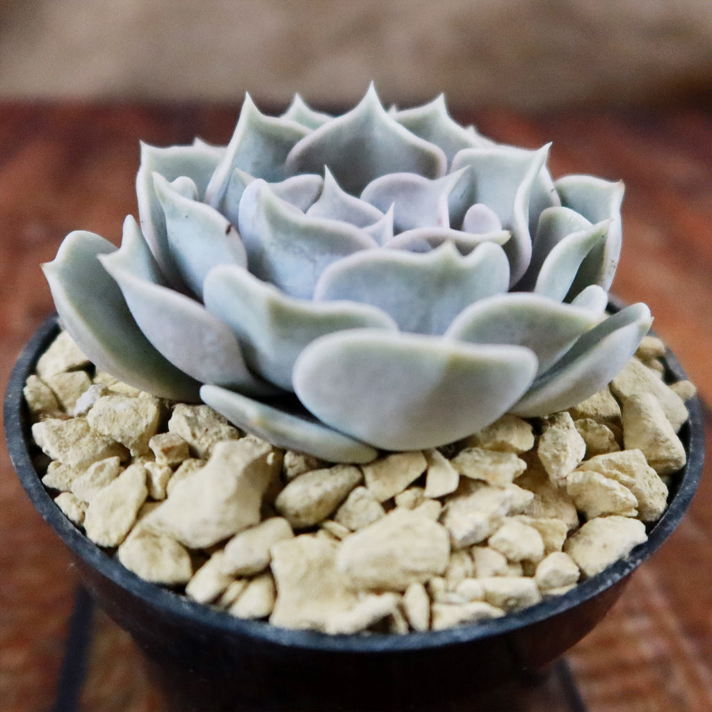 Ghost Echeveria Succulent - Echeveria lilacina