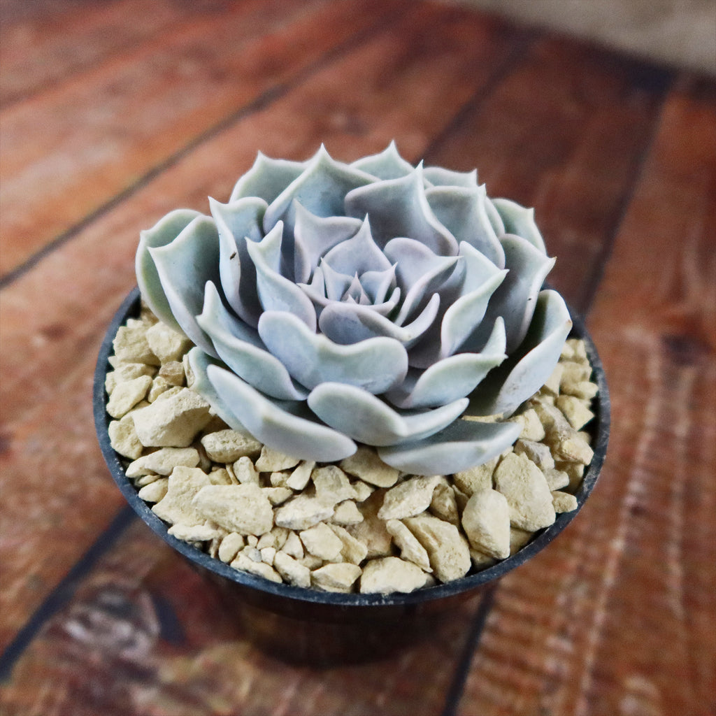 Ghost Echeveria Succulent - Echeveria lilacina