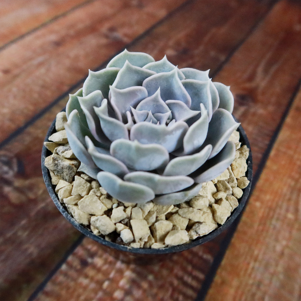 Ghost Echeveria Succulent - Echeveria lilacina