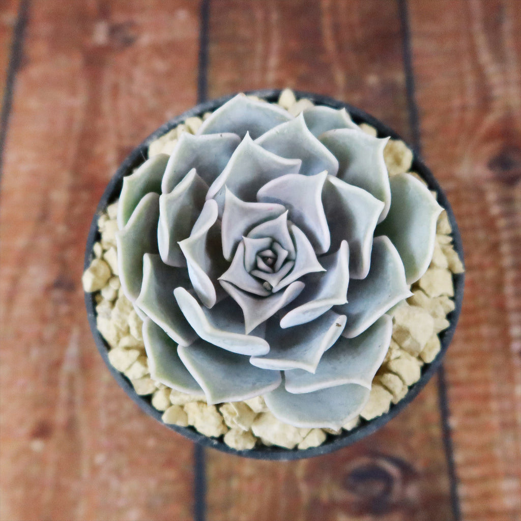 Ghost Echeveria Succulent - Echeveria lilacina