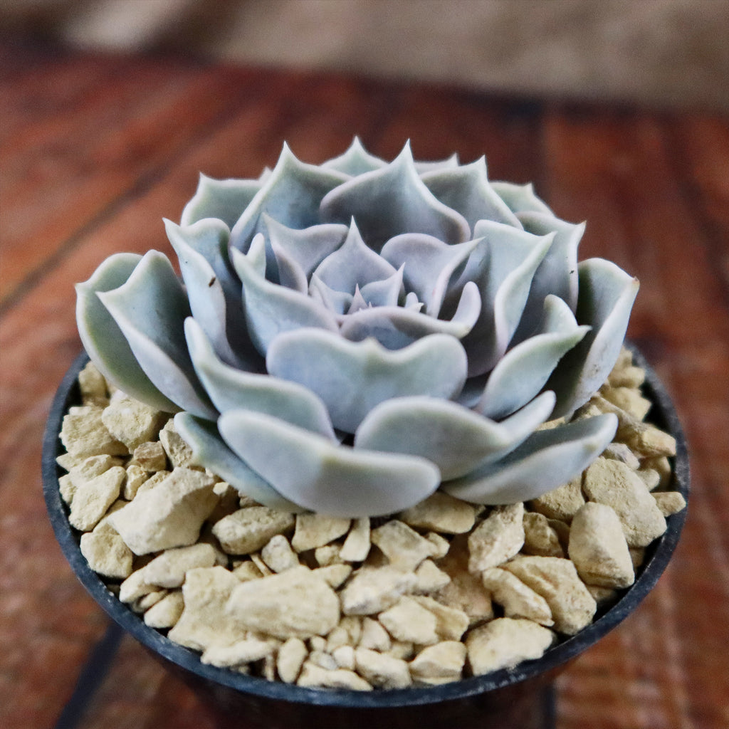 Ghost Echeveria Succulent - Echeveria lilacina
