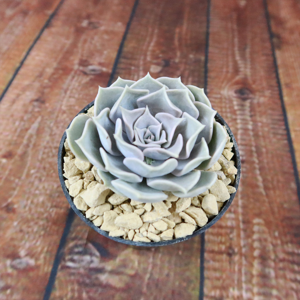 Ghost Echeveria Succulent - Echeveria lilacina