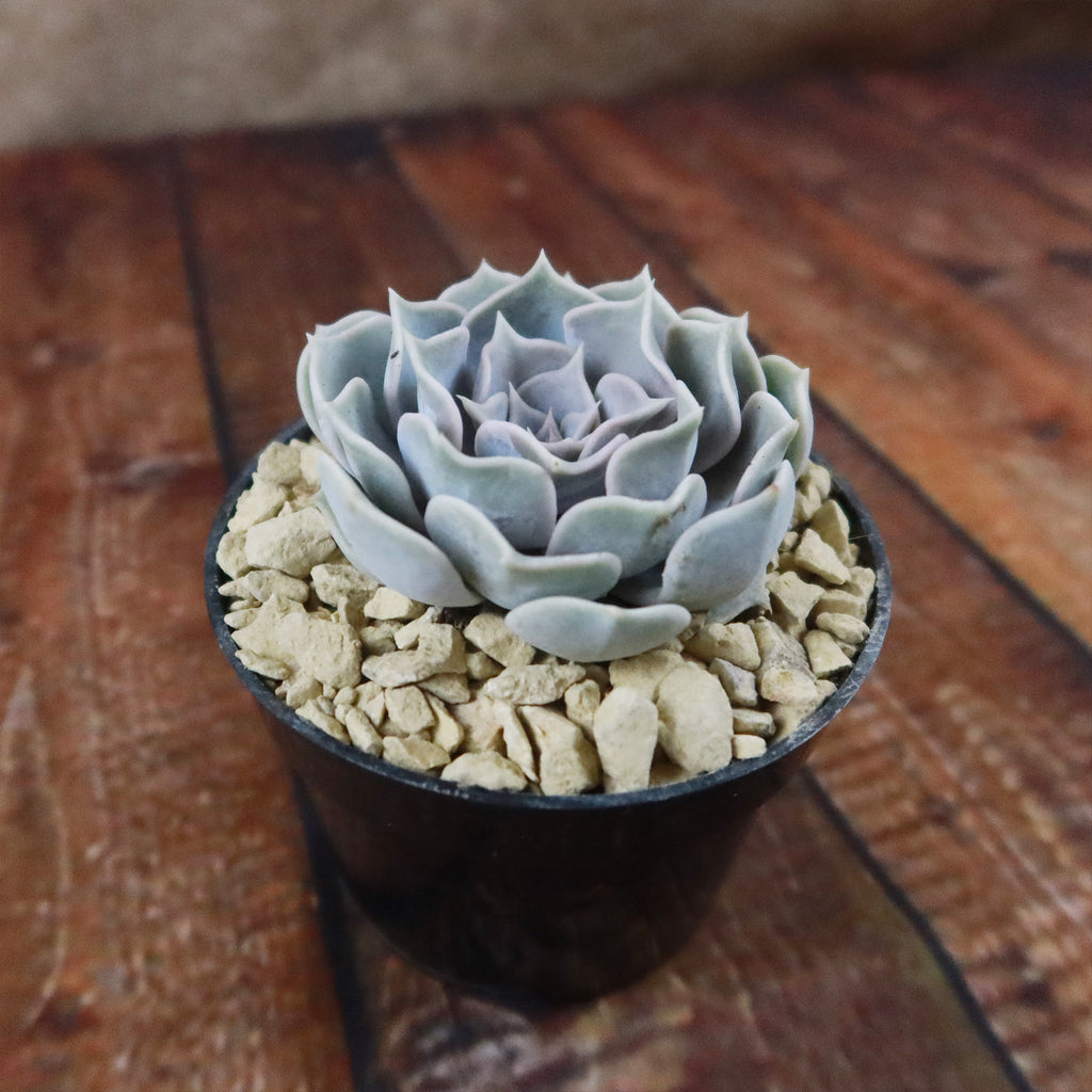 Ghost Echeveria Succulent - Echeveria lilacina