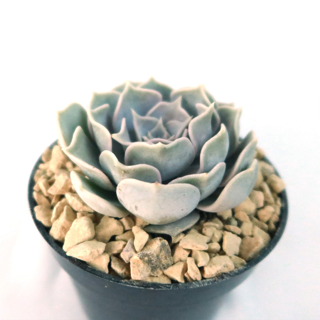 Ghost Echeveria Succulent - Echeveria lilacina