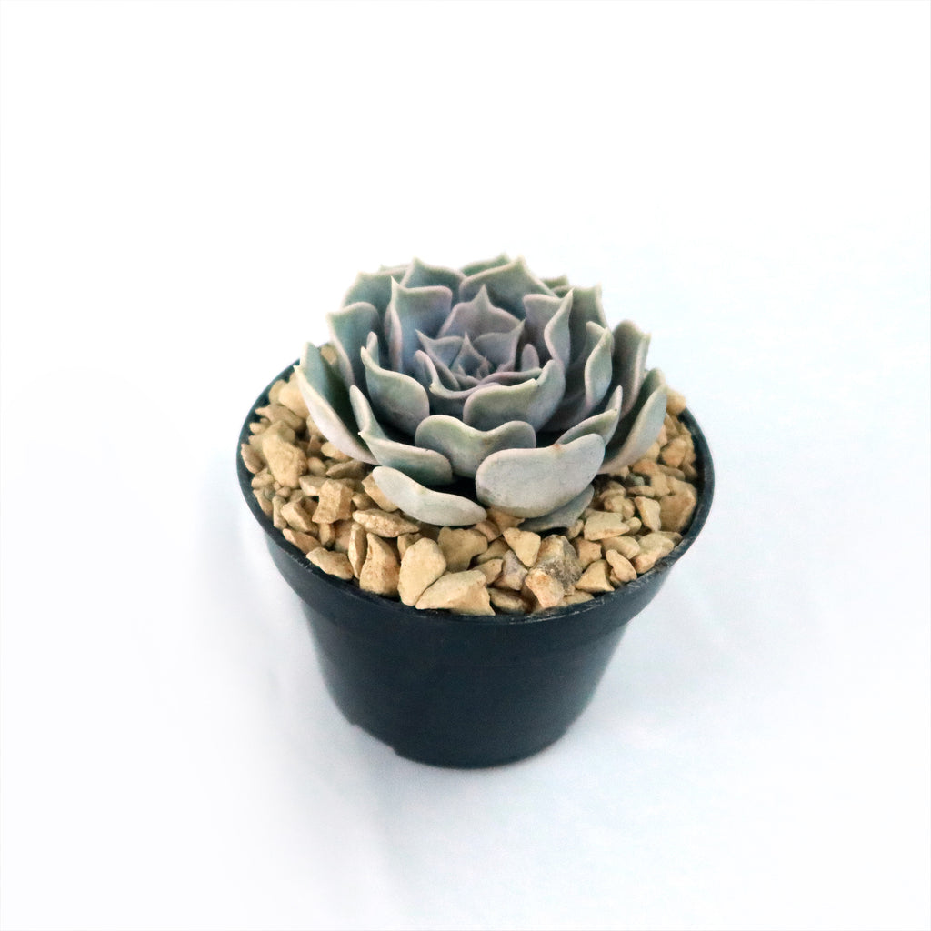 Ghost Echeveria Succulent - Echeveria lilacina