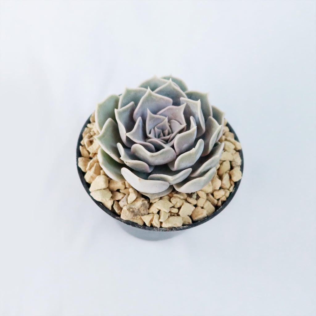 Ghost Echeveria Succulent - Echeveria lilacina