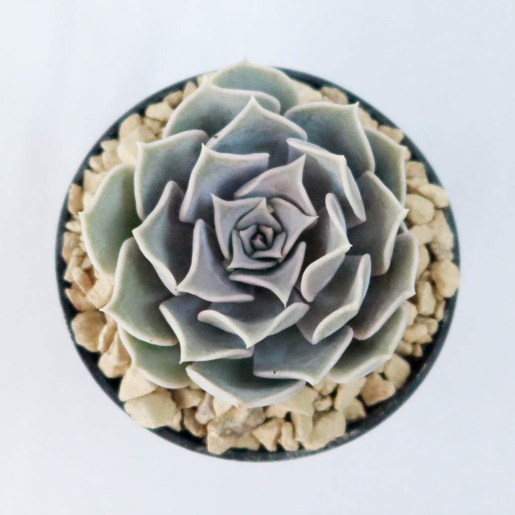 Ghost Echeveria Succulent - Echeveria lilacina