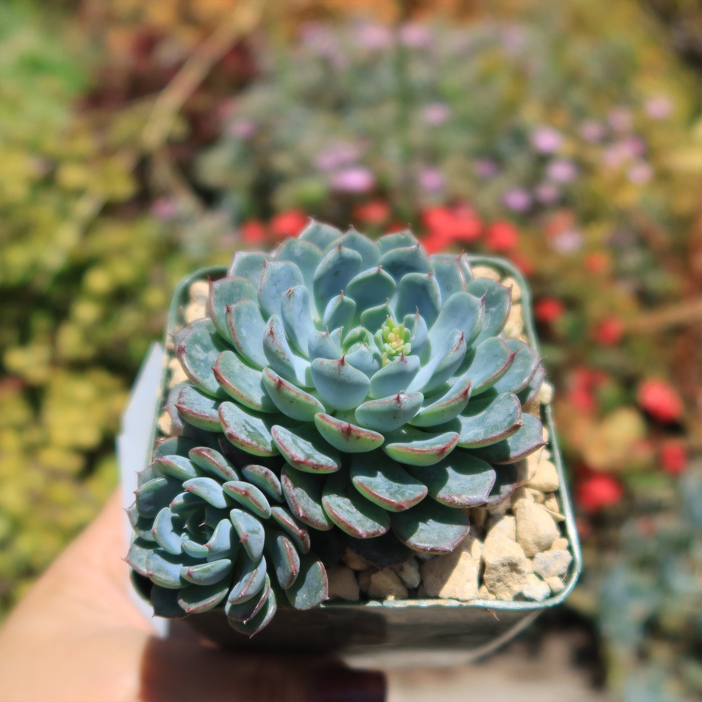 mini me succulent Echeveria minima 6" Pot