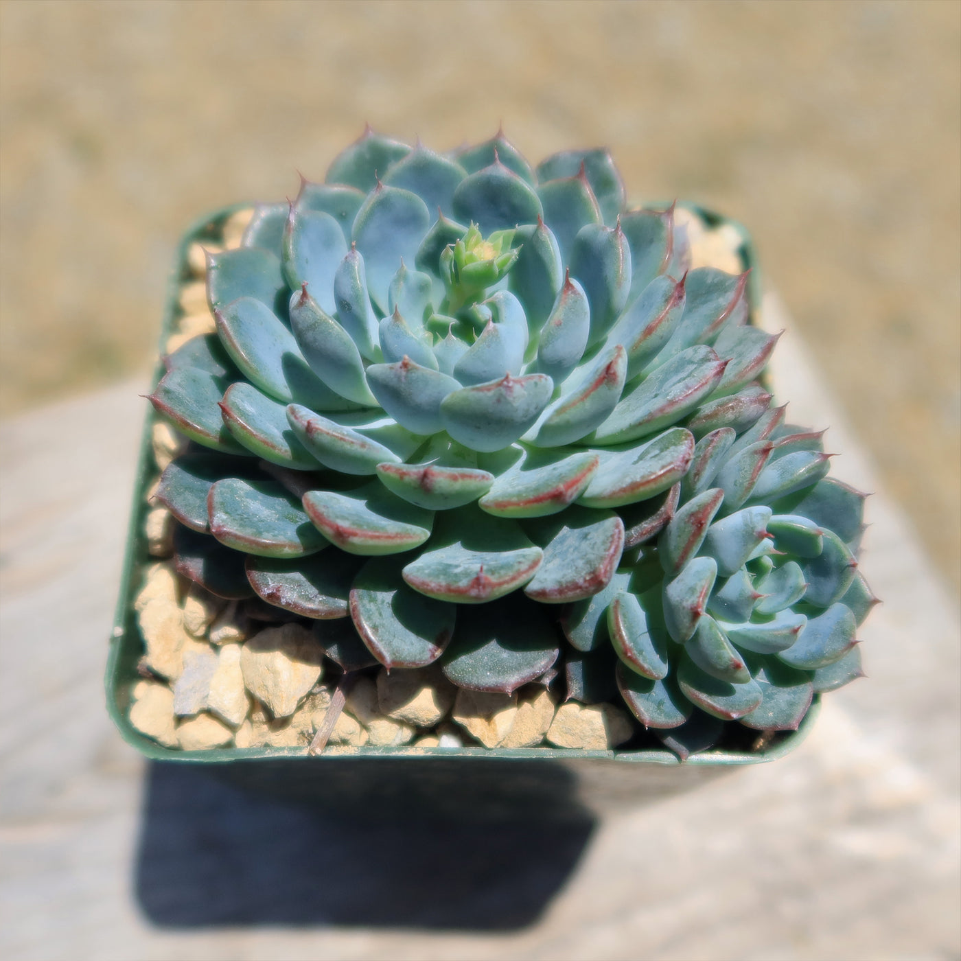 Echeveria minima