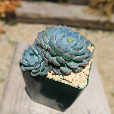 Echeveria minima