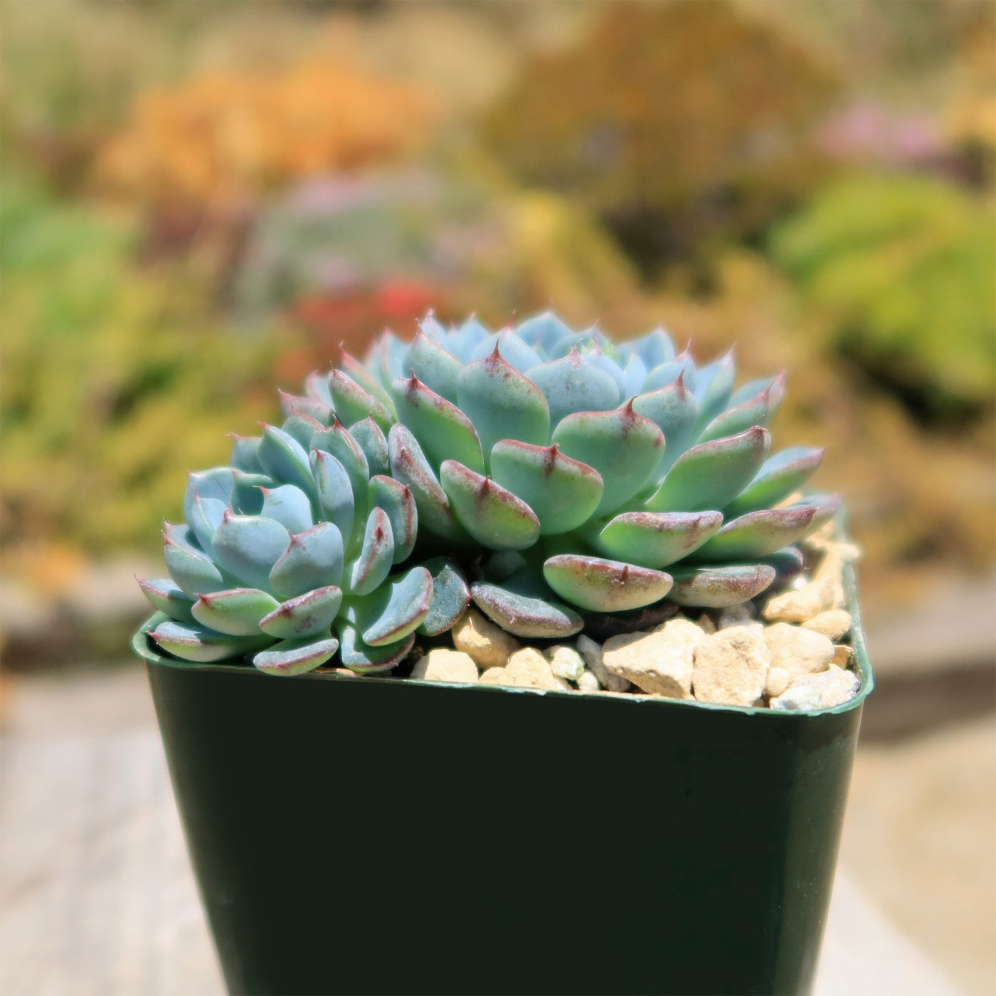 azulita succulent Echeveria minima 6" Pot