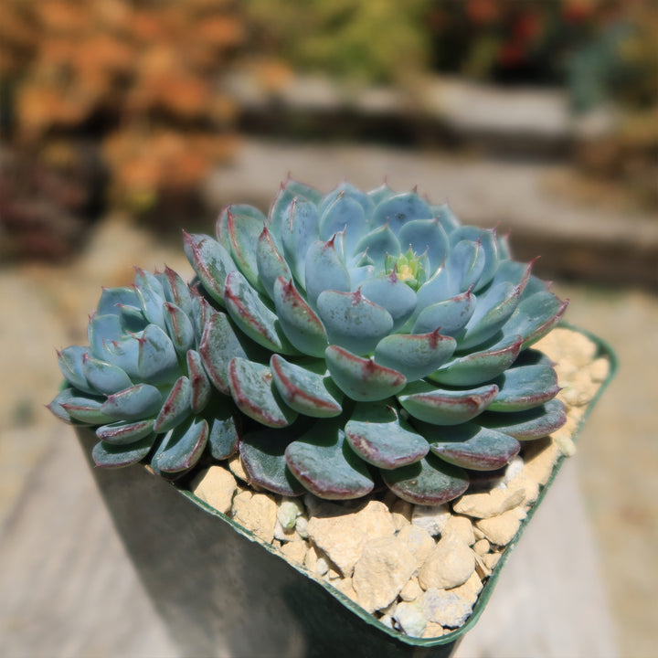 Echeveria One Up, Cutting selling with New Roots, Beautiful Succulent, the Perfect Gift for Succulent Lovers