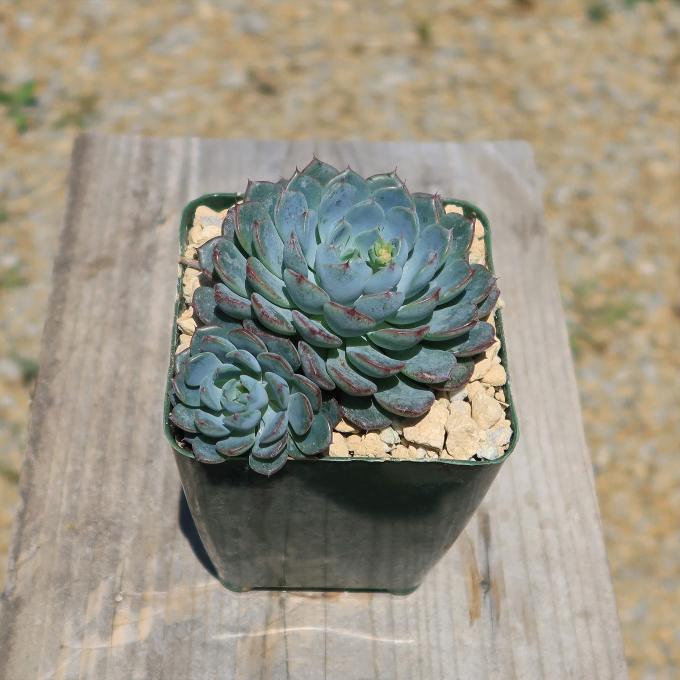 Echeveria minima