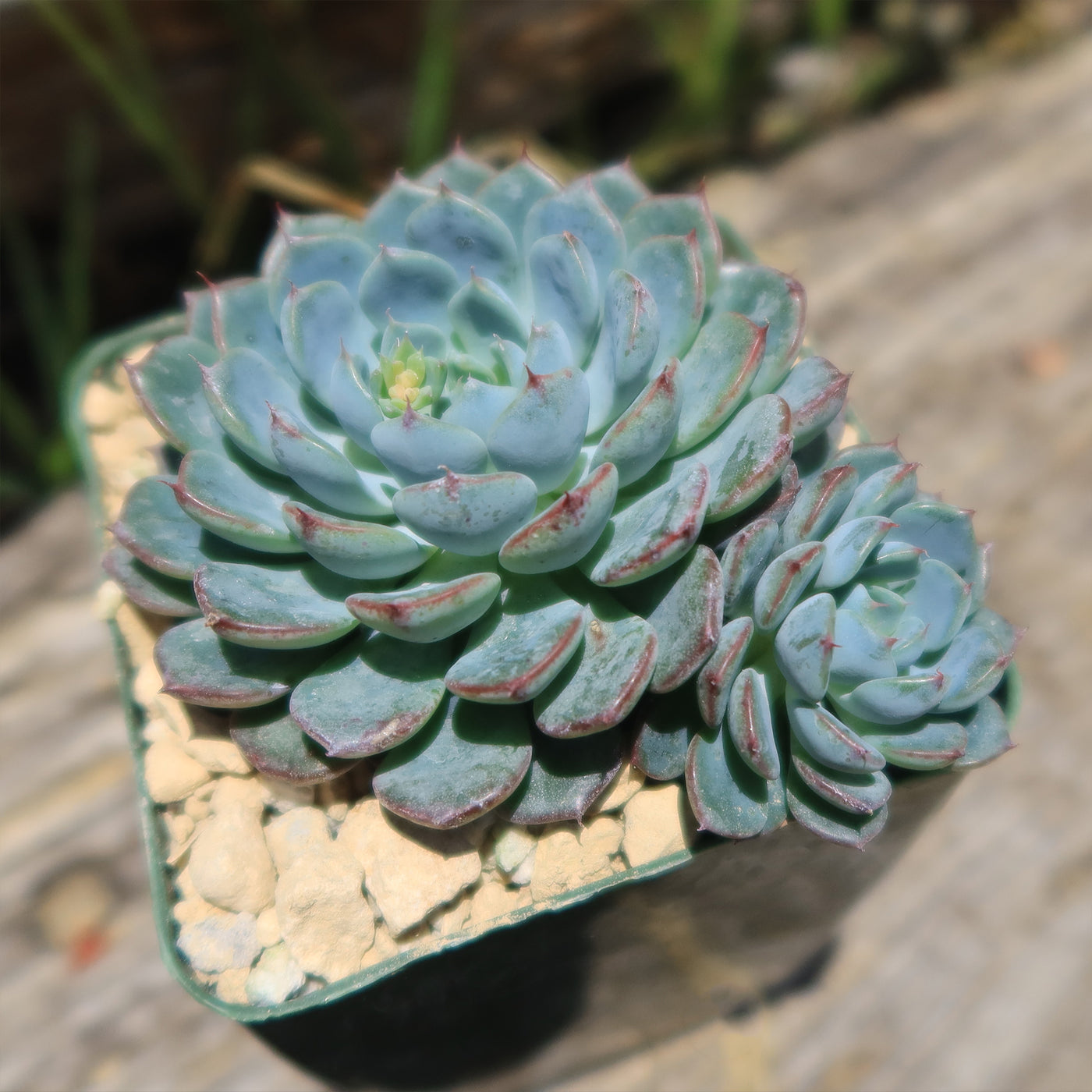 small light green succulent Shop 'Echeveria minima' Care and Growing Guide