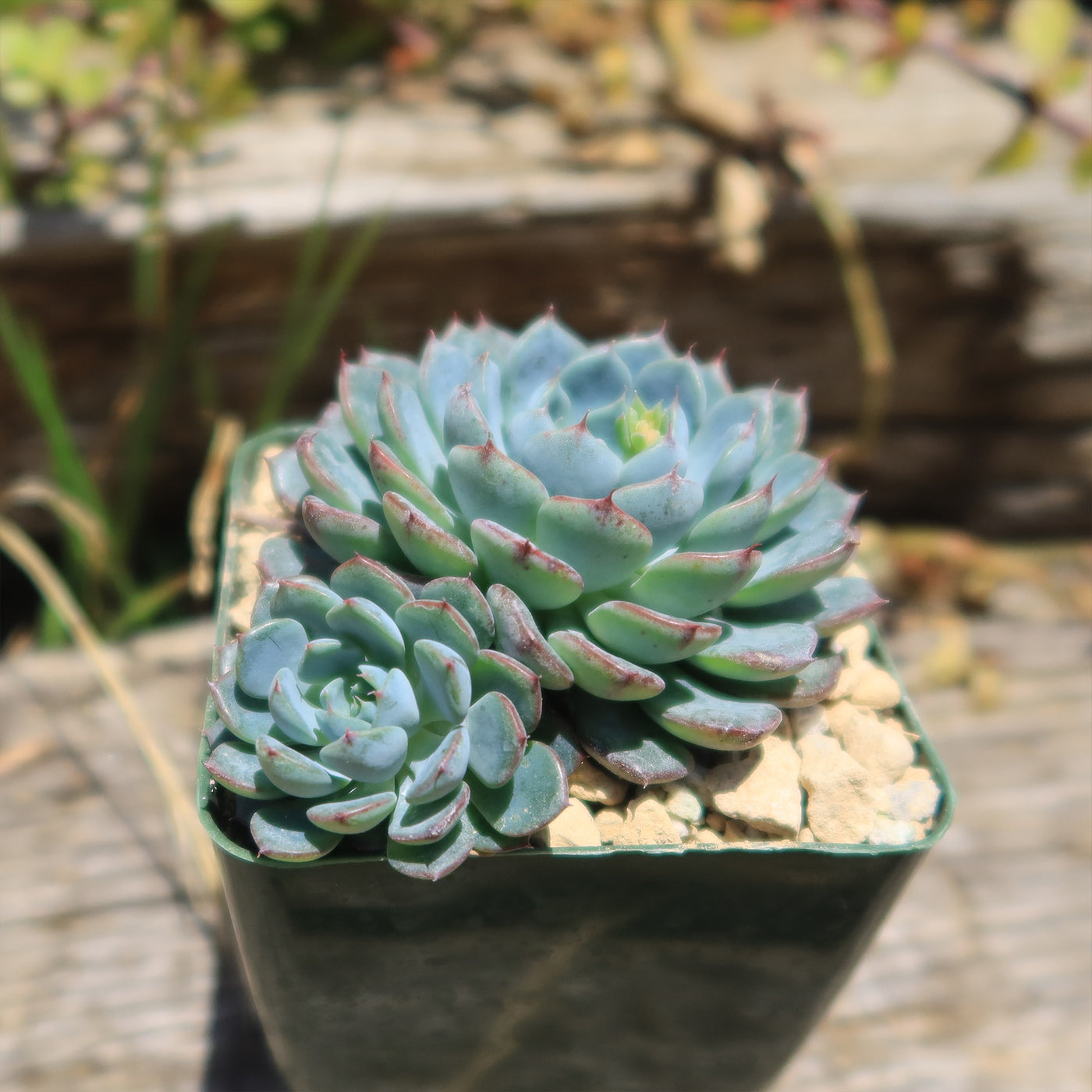 Echeveria minima