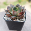 Echeveria purpusorum