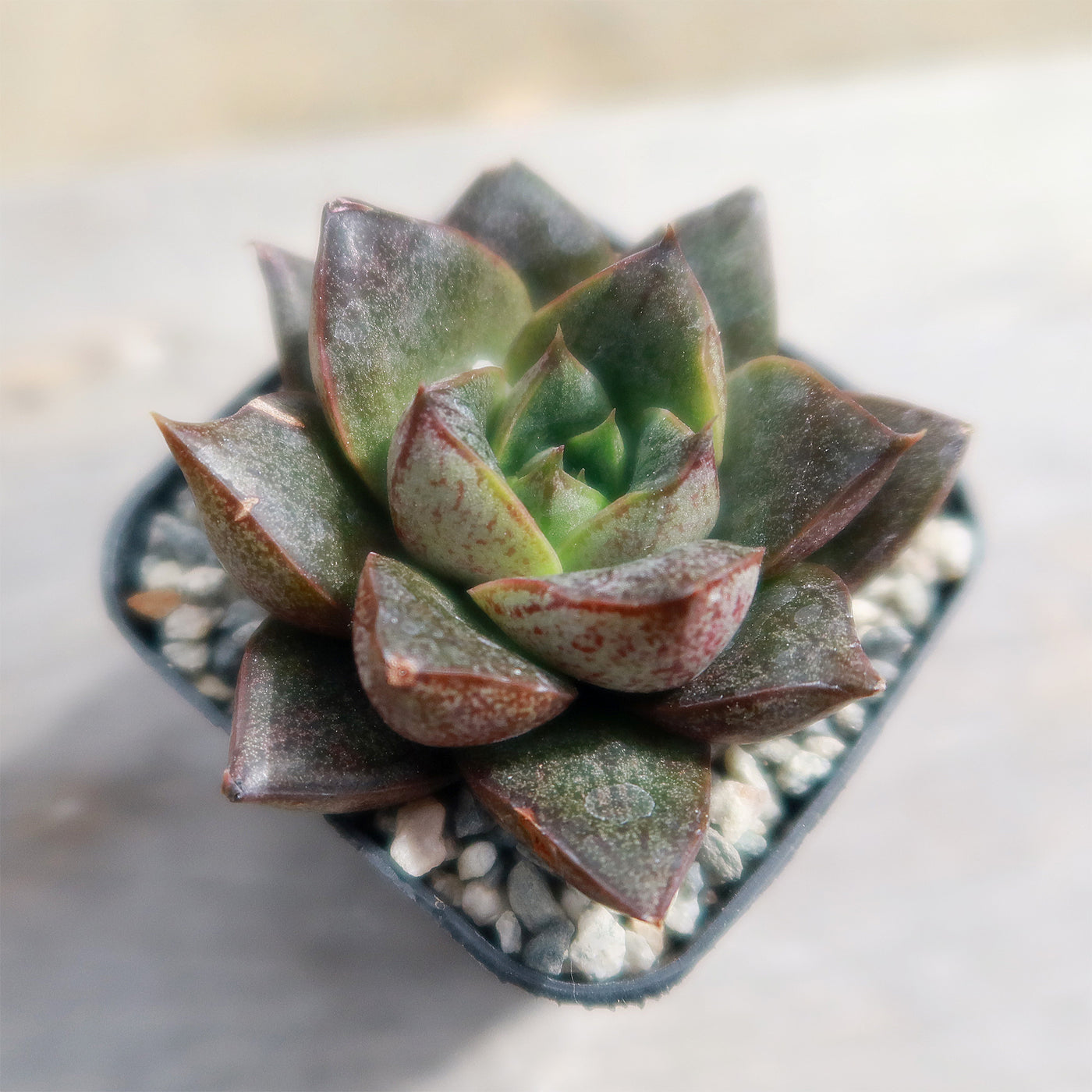 Echeveria purpusorum