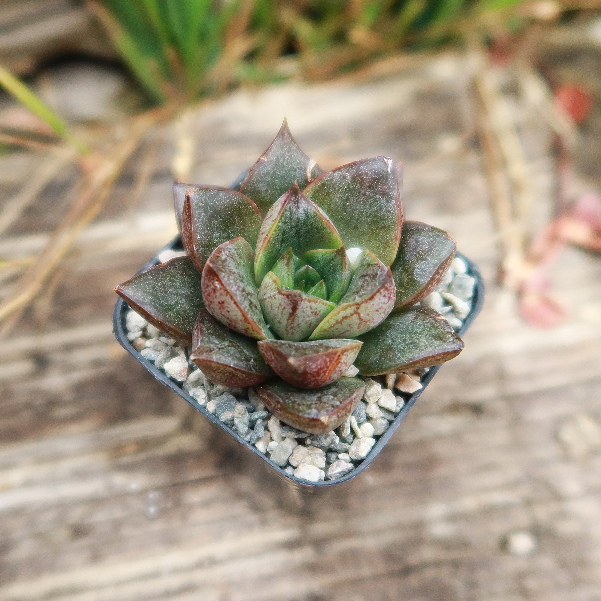 Echeveria purpusorum