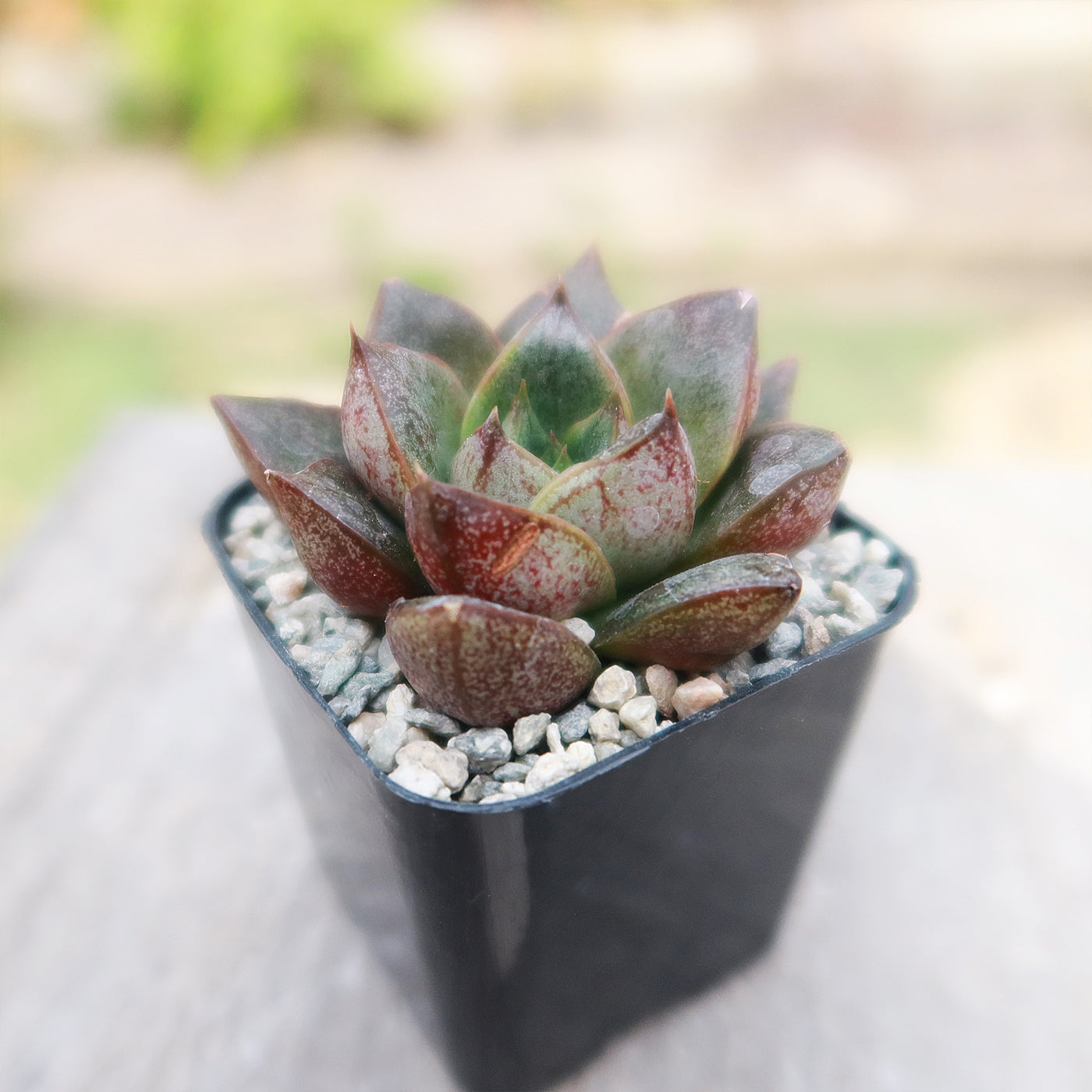 echeveria purpusorum succulent Buy Gorgeous Echeveria Purpusorum Online | For Sale Now