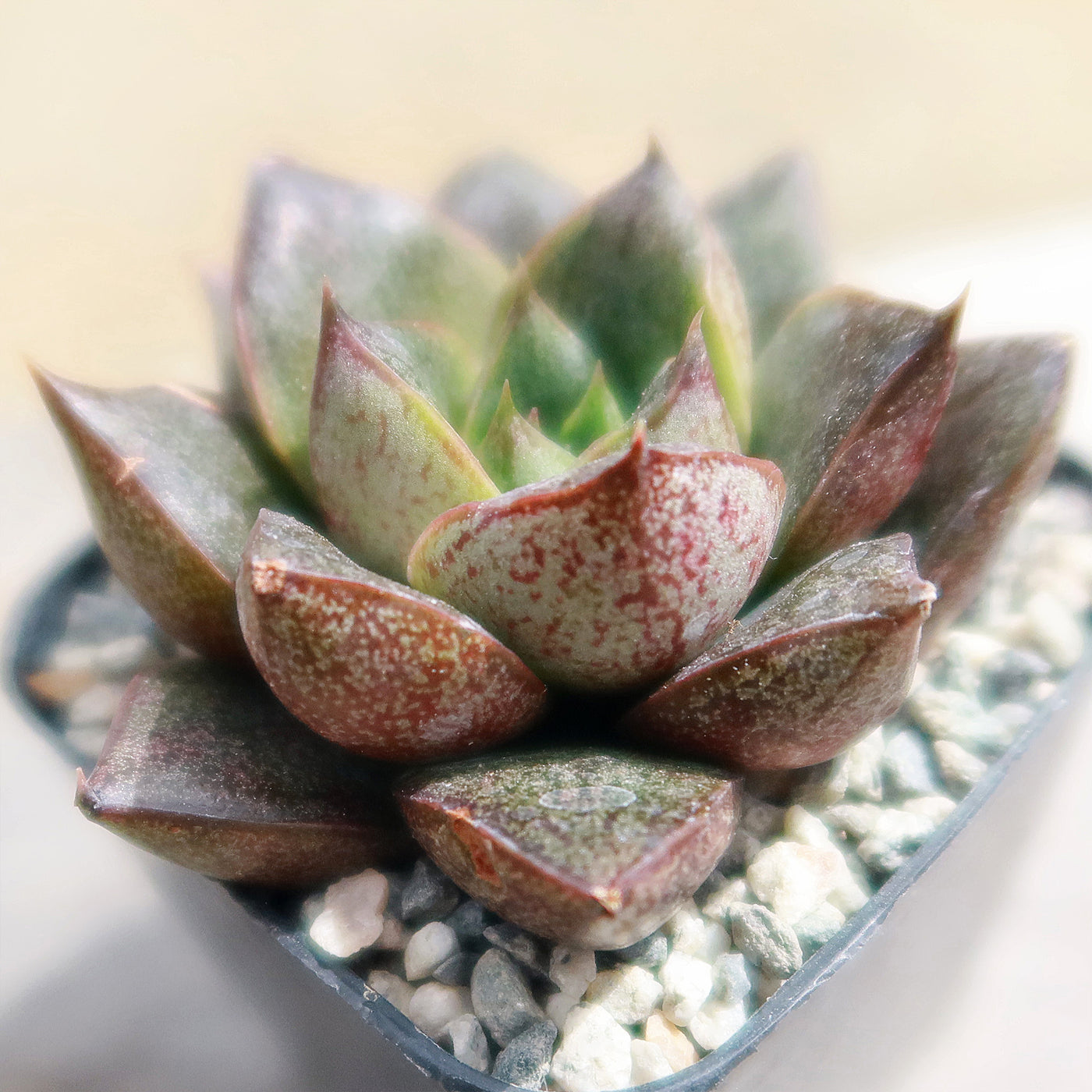 Echeveria purpusorum