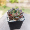 Echeveria purpusorum