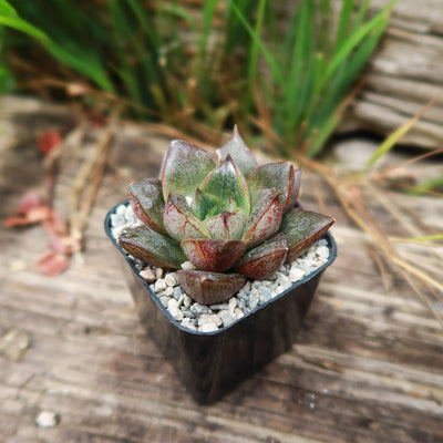 Echeveria purpusorum