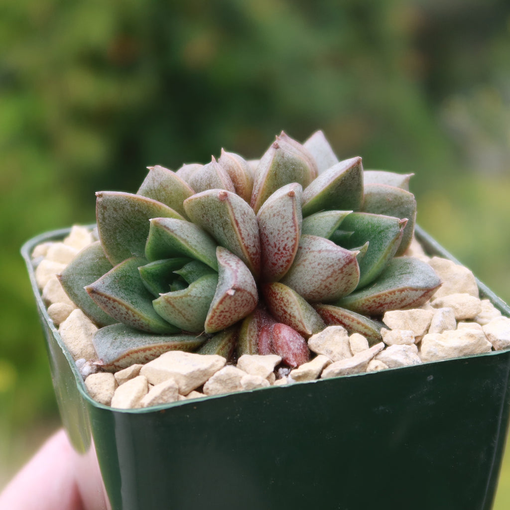 Urbinia Purpusii - Echeveria purpusorum Cluster