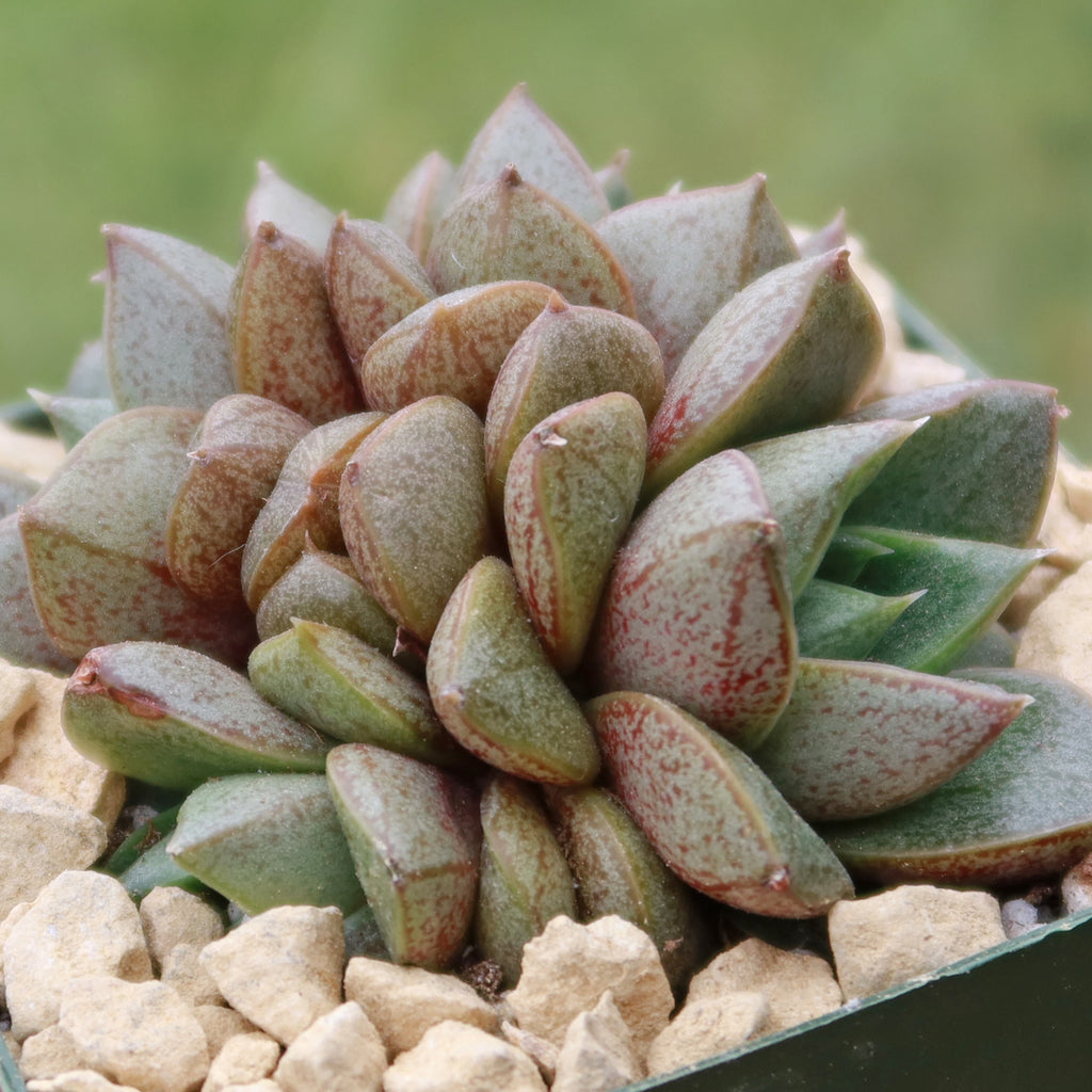 Urbinia Purpusii - Echeveria purpusorum Cluster