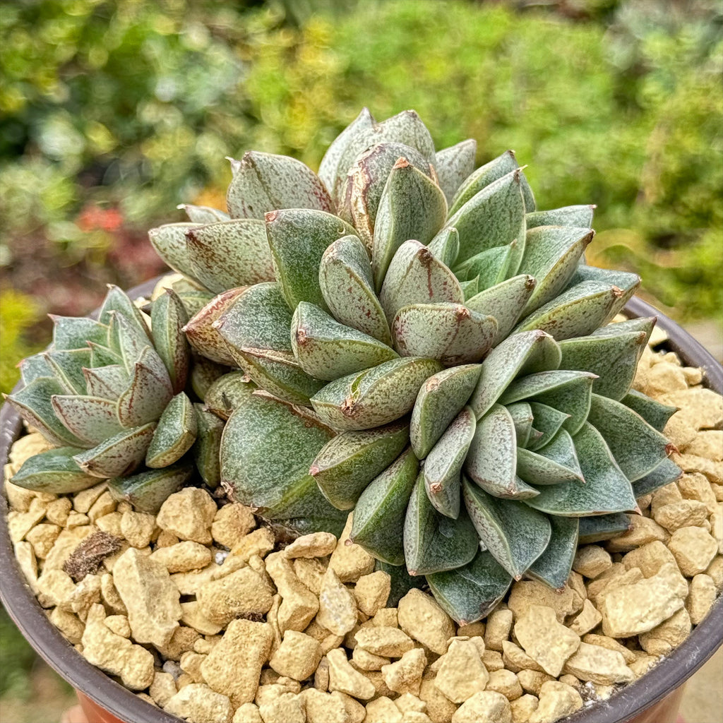 Urbinia Purpusii - Echeveria purpusorum Cluster