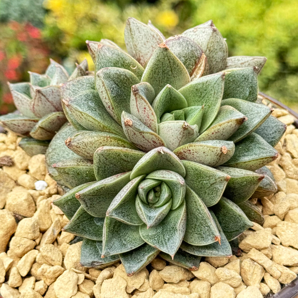 Urbinia Purpusii - Echeveria purpusorum Cluster