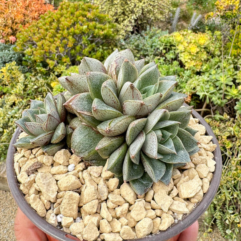 Urbinia Purpusii - Echeveria purpusorum Cluster