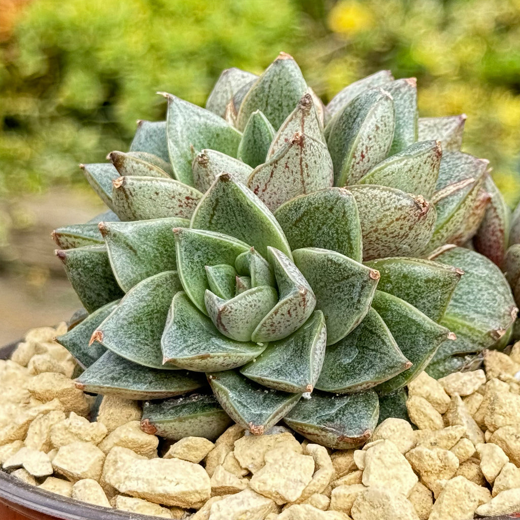 Urbinia Purpusii - Echeveria purpusorum Cluster