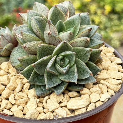 succulent echeveria chinensis Urbinia Purpusii