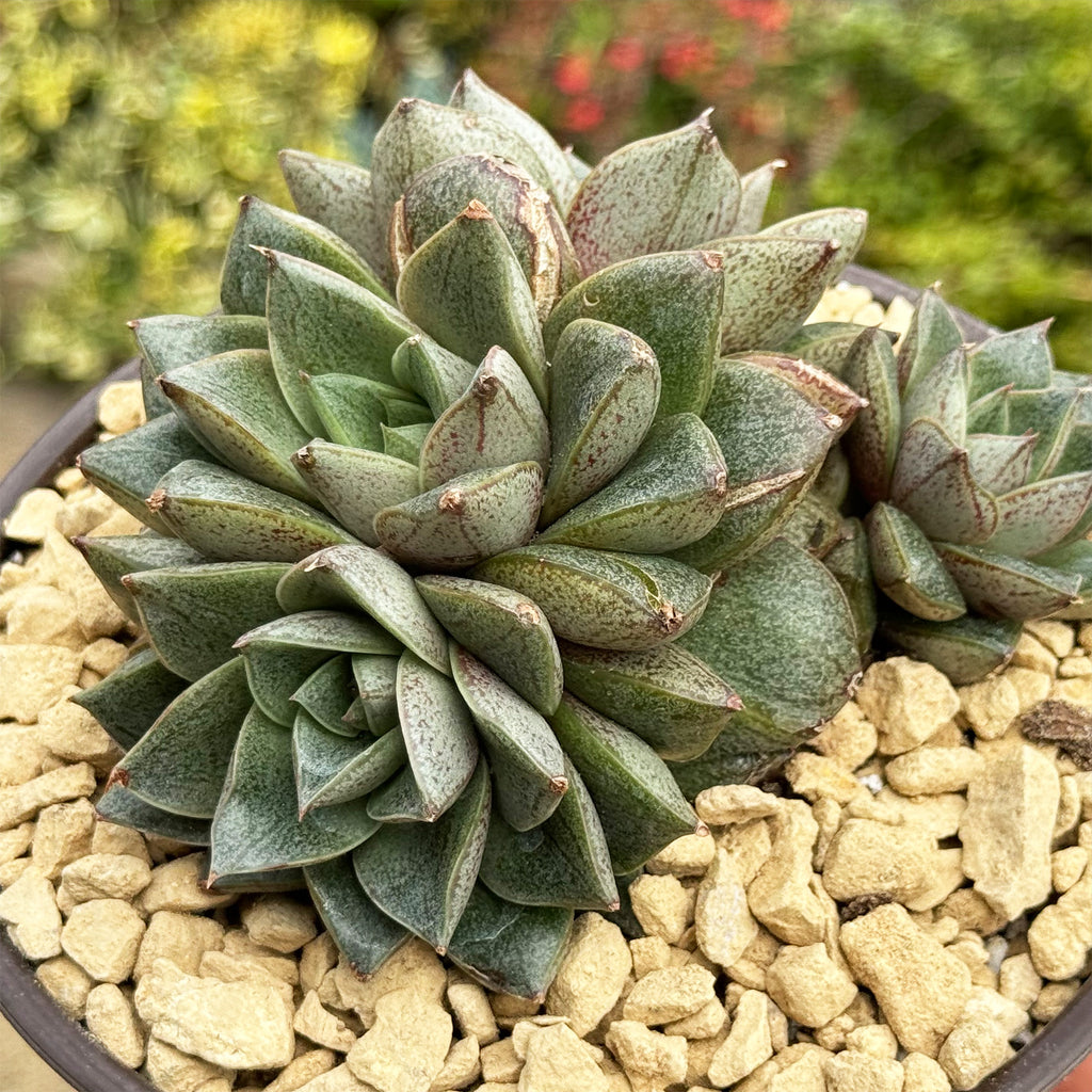 Urbinia Purpusii - Echeveria purpusorum Cluster