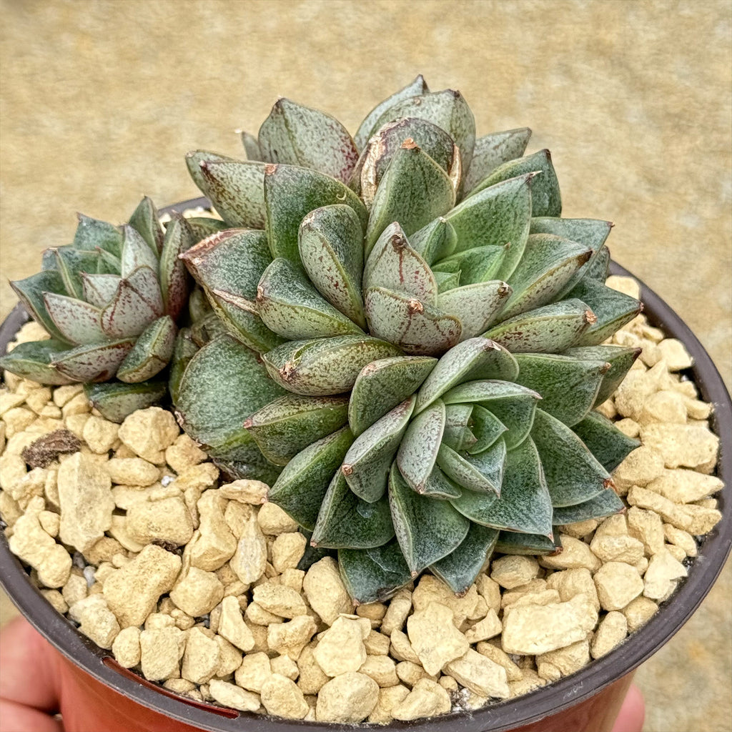 Urbinia Purpusii - Echeveria purpusorum Cluster