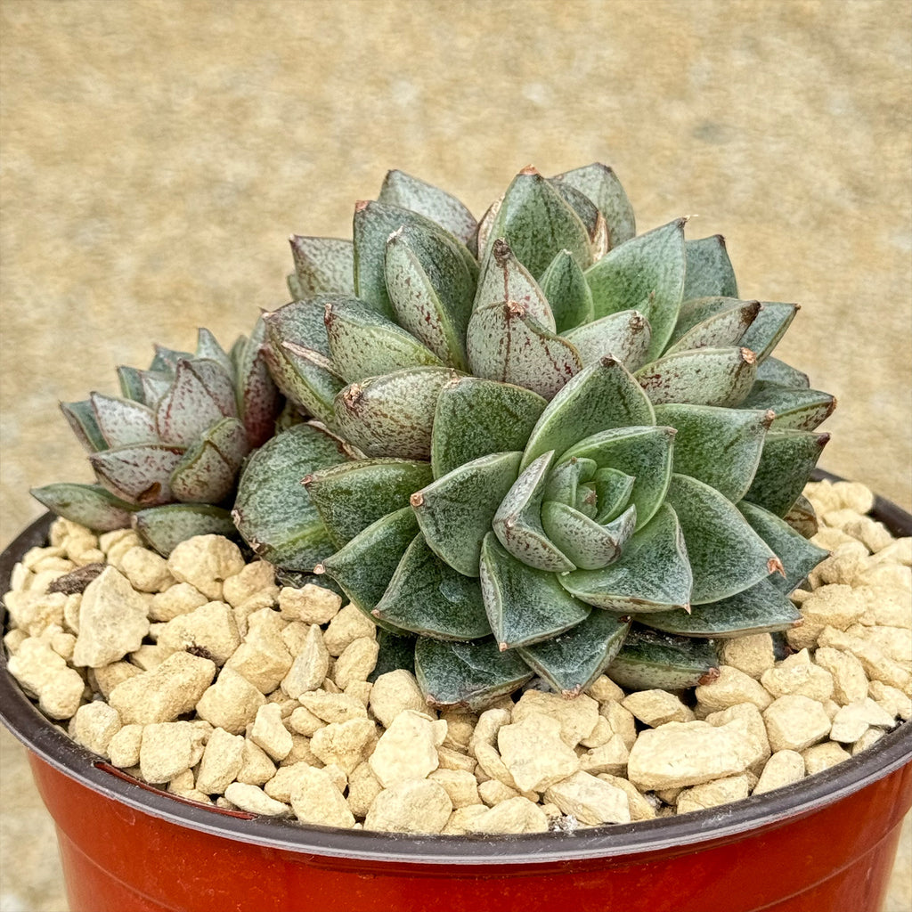 Urbinia Purpusii - Echeveria purpusorum Cluster